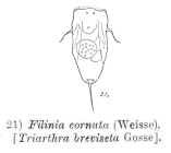 Filinia cornuta
