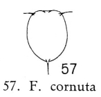 Filinia cornuta