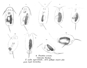 Filinia cornuta