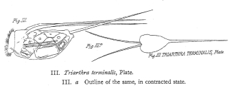 Filinia terminalis
