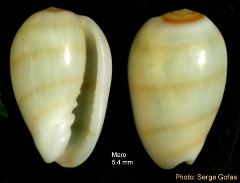 Gibberula miliaria(Linn�, 1758) - Specimen from Maro (M�laga, Spain) (height 5.4 mm)