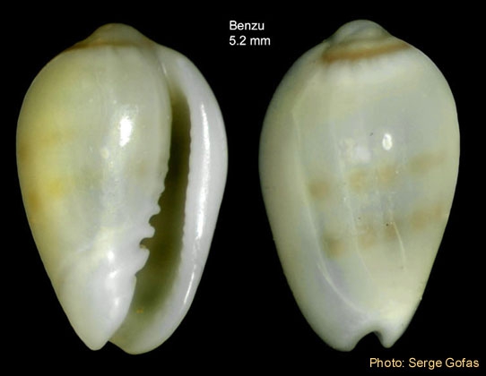 Gibberula secreta Monterosato, 1889 - Specimen from Benz�, Strait of Gibraltar (height 5.2 mm)