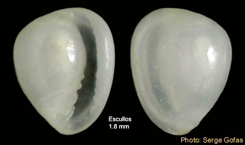 Granulina marginata (Bivona, 1832) - Shell from Los Escullos (Almer�a, Spain) (height 1.8 mm)