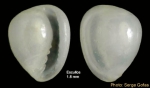 Granulina marginata (Bivona, 1832) - Shell from Los Escullos (Almería, Spain) (height 1.8 mm)