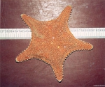 Hippasteria phrygiana (Parelius, 1768) Hippasteria phrygiana (Parelius, 1768)