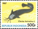 Clarias batrachus Clarias batrachus
