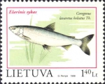 Coregonus lavaretus Coregonus lavaretus