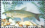 Ctenopharyngodon idellus Ctenopharyngodon idellus