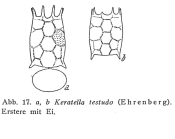 Keratella testudo