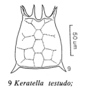 Keratella testudo
