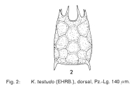Keratella testudo