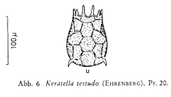 Keratella testudo