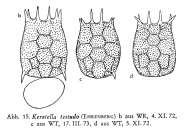 Keratella testudo