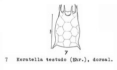 Keratella testudo