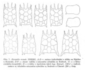 Keratella testudo