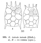 Keratella testudo
