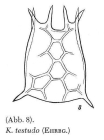 Keratella testudo
