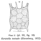 Keratella testudo
