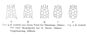 Keratella testudo