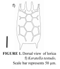 Keratella testudo