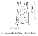 Keratella testudo
