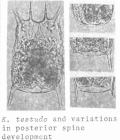 Keratella testudo