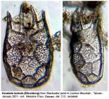 Keratella testudo