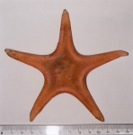 Pseudarchaster parelii (Düben & Koren, 1846) 