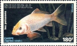 Cyprinus carpio Cyprinus carpio