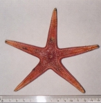 Psilaster andromeda (J. Müller & Troschel, 1842) Psilaster andromeda (J. Müller & Troschel, 1842)