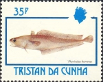Physiculus karrerae Physiculus karrerae