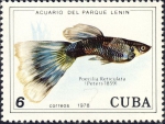Poecilia reticulata Poecilia reticulata