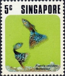 Poecilia reticulata Poecilia reticulata