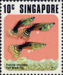 Poecilia reticulata Poecilia reticulata