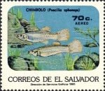 Poecilia sphenops Poecilia sphenops