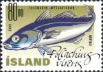 Pollachius virens Pollachius virens