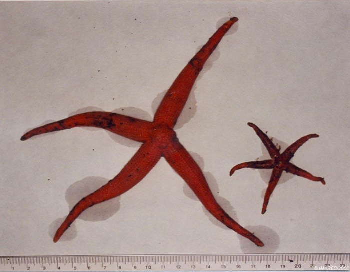 Stichastrella rosea (O.F. M�ller, 1776) 