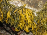 Pelvetia canaliculata (Linnaeus) Decaisne & Thuret, 1845 Pelvetia canaliculata (Linnaeus) Decaisne & Thuret, 1845