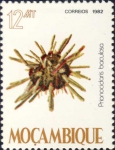 Prionocidaris baculosa Prionocidaris baculosa