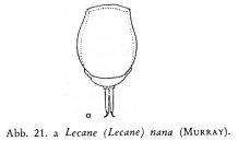 Lecane nana