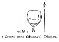 Lecane nana