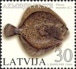 Psetta maxima Psetta maxima