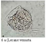 Lecane nana