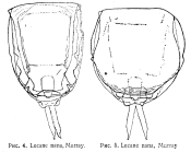 Lecane nana