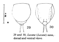 Lecane nana