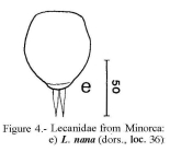 Lecane nana