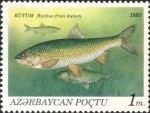 Rutilus frisii kutum Rutilus frisii kutum