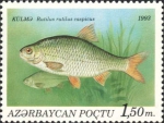 Rutilus rutilus caspicus Rutilus rutilus caspicus
