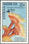 Sabellastarte magnifica Sabellastarte magnifica