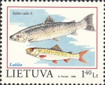 Salmo salar Salmo salar